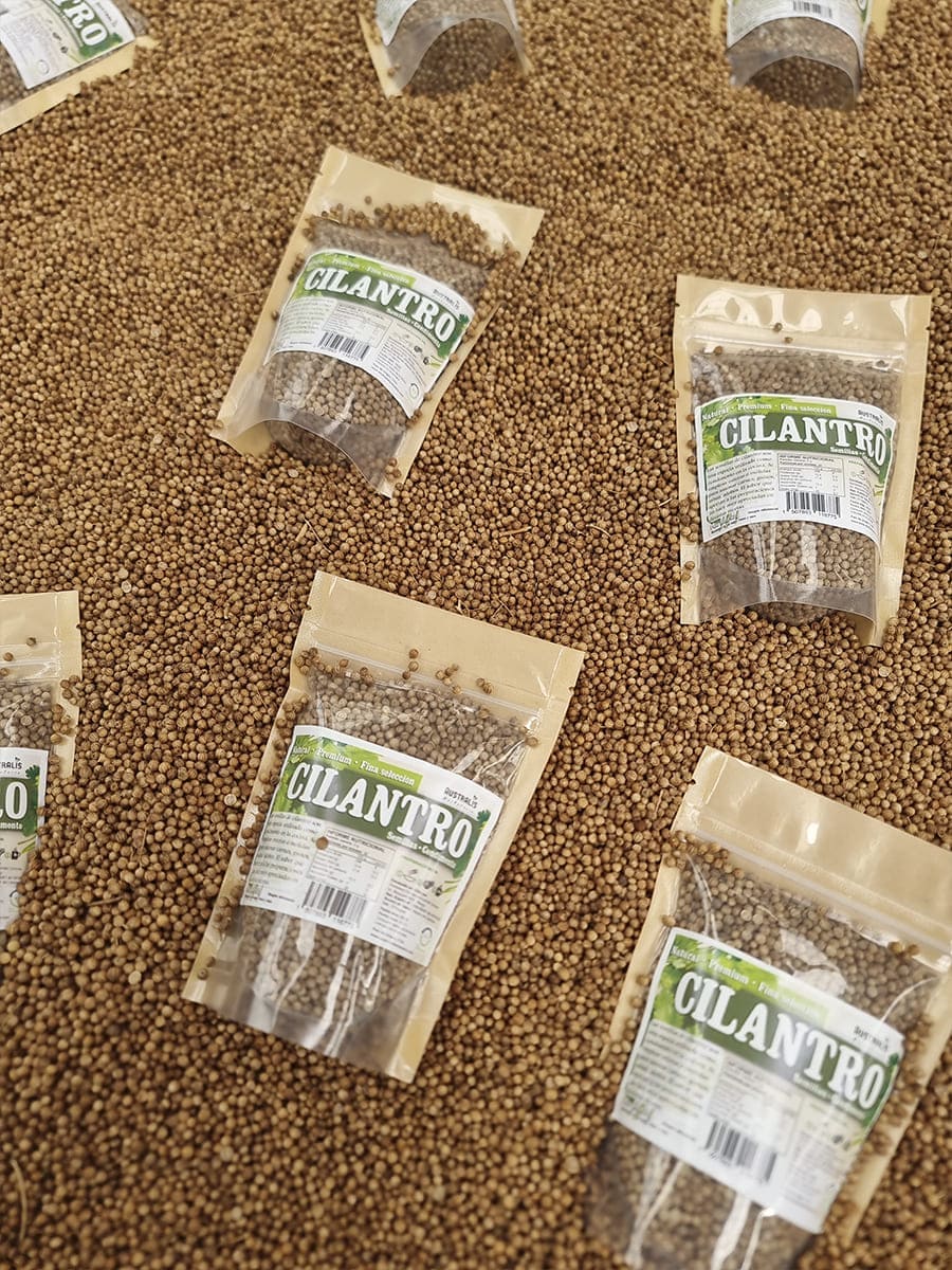 Cilantro seco en grano para condimentar preparaciones