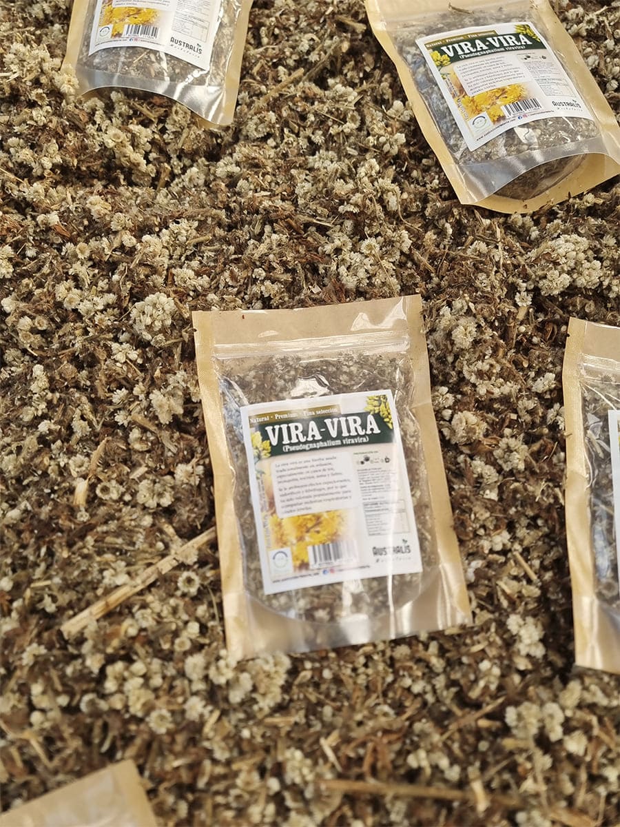 Hierba seca de vira vira Pseudognaphalium viravira para resfríos de uso popular