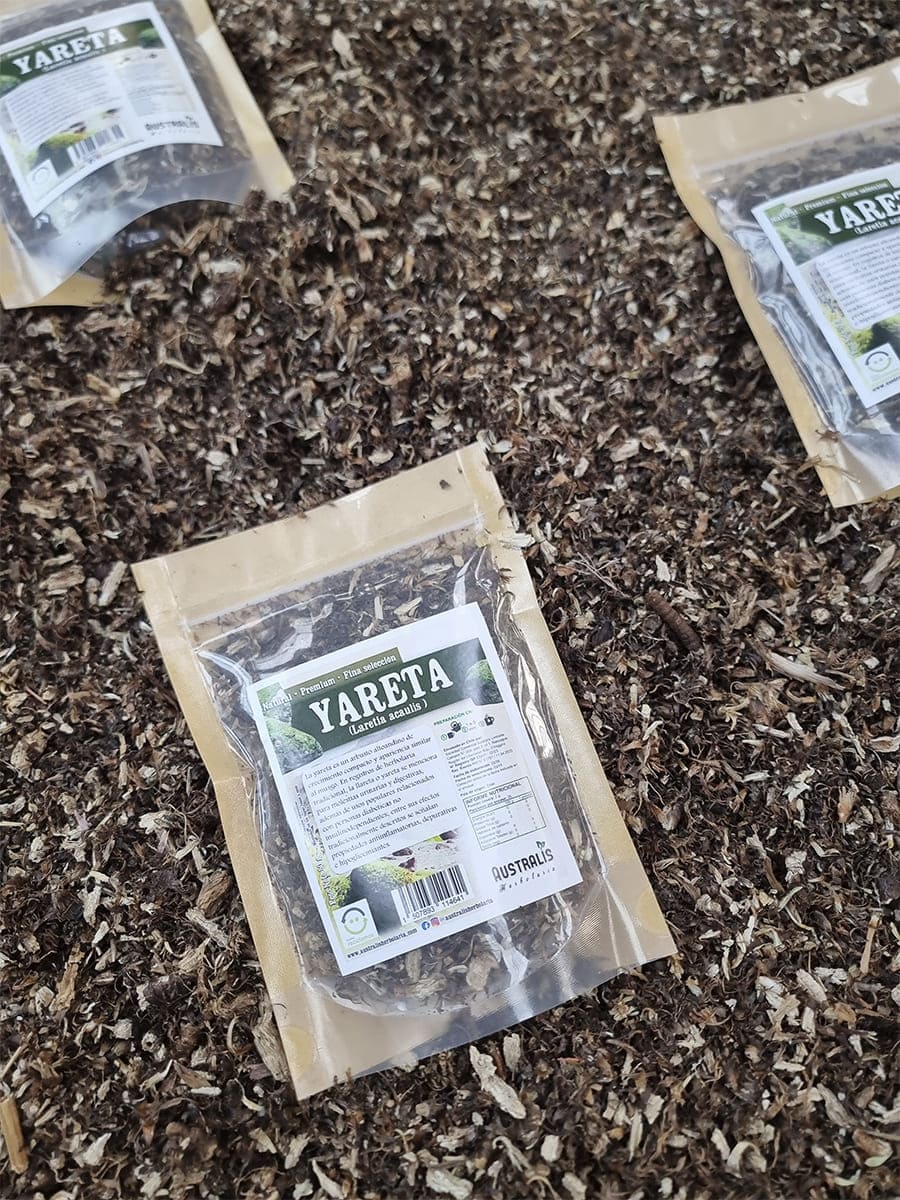 Yareta llareta hierba seca Laretia acaulis para infusión