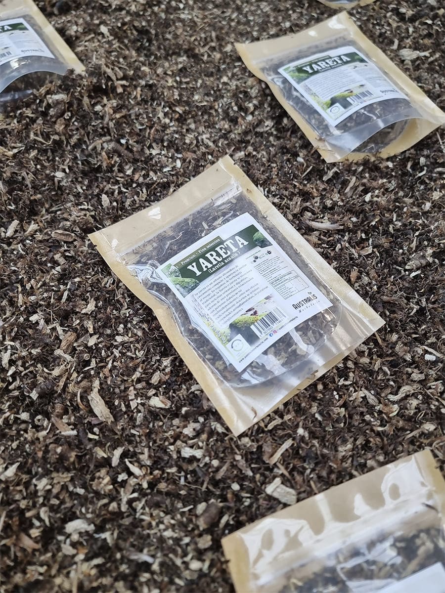 Yareta llareta del altiplano andino para infusiones en Chile