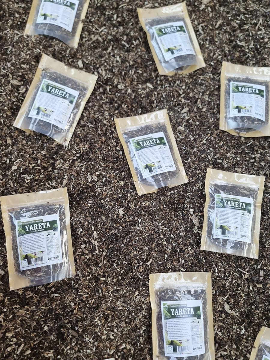 Hierba seca de yareta Laretia acaulis para uso tradicional digestivo