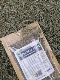 Hierba de la plata seca a granel para infusión natural