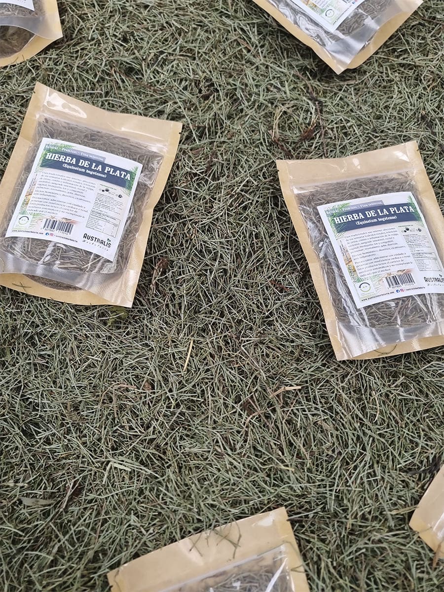 Hierba de la plata seca con tallos finos para té herbal