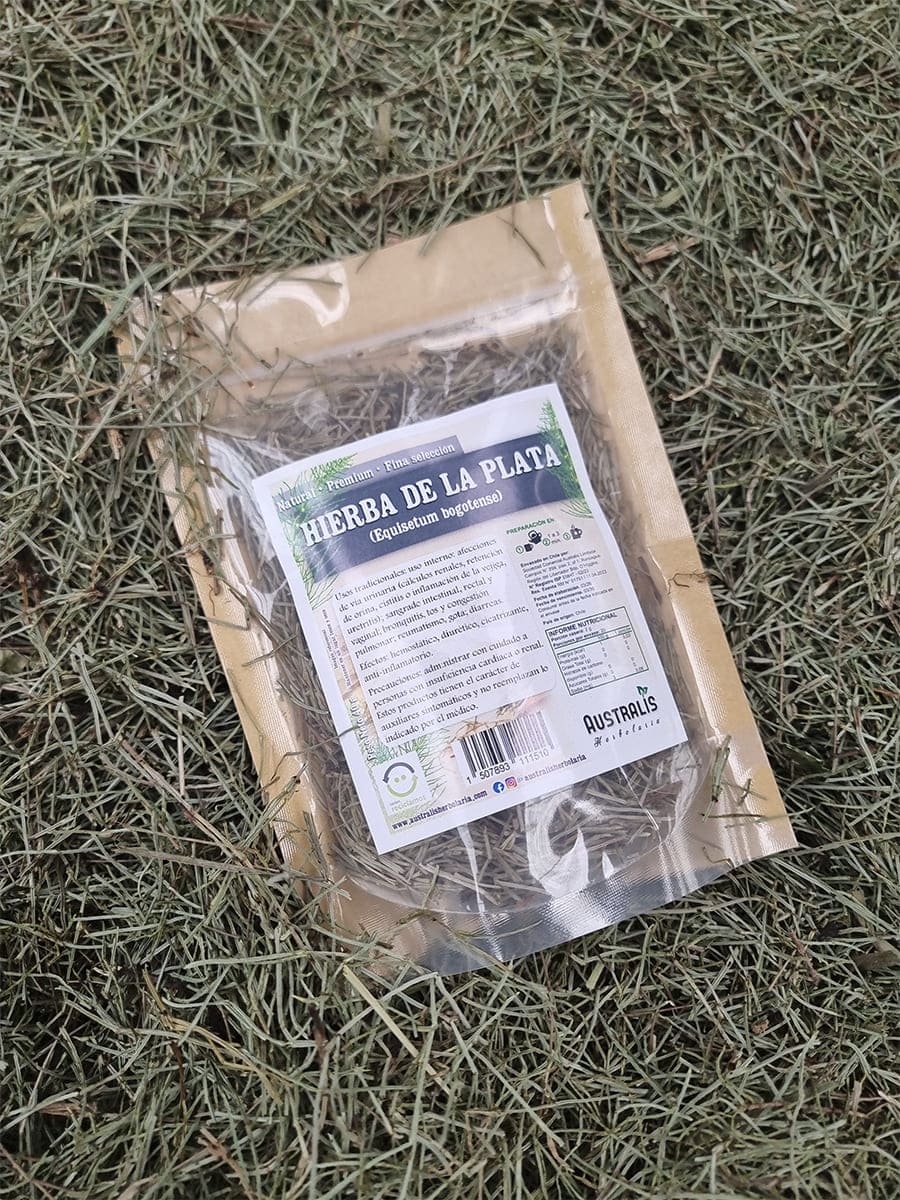 Yerba platero Equisetum bogotense en hierba seca natural