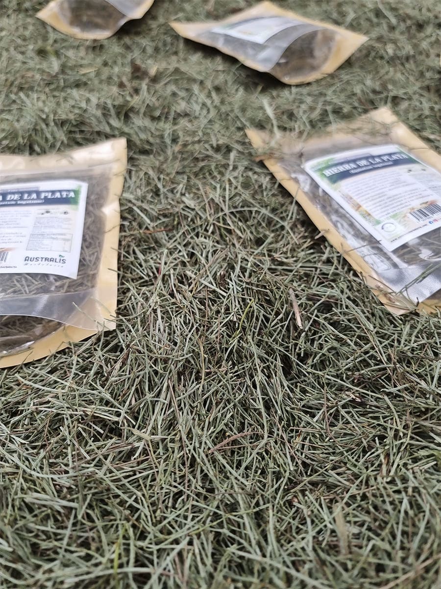Platero hierba medicinal seca para preparación de infusión